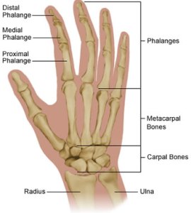 Notice how fingers actually begin at the carpal bones, the part of the wrist that is so often overused with excessive tension. Assuming the angle of the fingers are appropriate to string, the Proximal Phalange portion of finger falls onto string from knuckle.