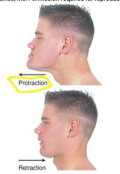 Jutting and retracting the head & neck